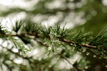 Close up of a pine branch under the rain
