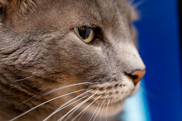 Retrato de gato mostrando los bigotes