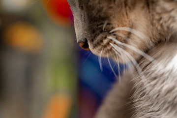 Nariz de gato mostrando sus bigotes