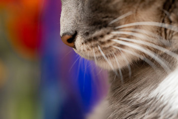 Nariz de gato mostrando sus bigotes