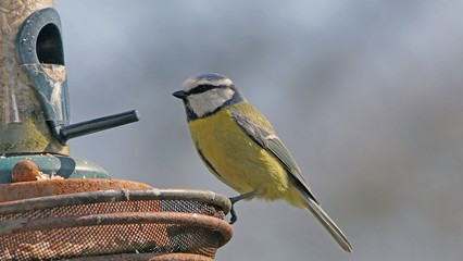 Blue Tit sitting on a bird table in UK