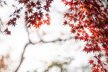 Maple leaves