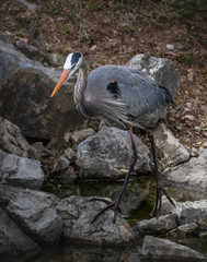 Close up of a Great Blue Heron standing on rocks on the shore of Tulpehocken Creek