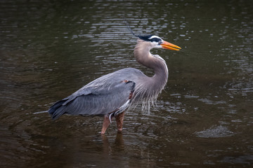 Close up of a Great Blue Heron standing in mid-stream in the Tulpehocken Creek
