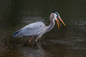 Close up of a Great Blue Heron feeding in the waters of Tulpehocken Creek