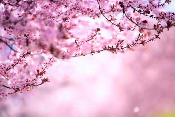 Obraz premium Spring blossom of purple sakura against blue sky. Beautiful nature scene with blooming tree and sun flare. Cherry, sakura, apricot, almond blossom trees with pink Spring flowers.