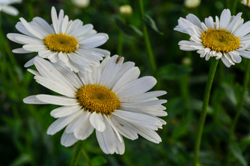 Closeup view of white daisy in the garden during summer season in Patagonia