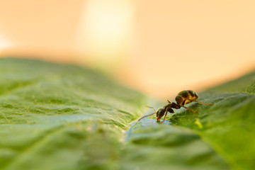 Small black ant isolated on a green leaf drinking water