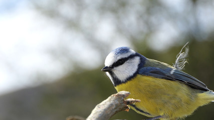 Blue Tit sitting in a hedge in UK