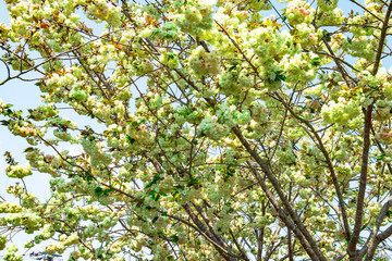 真玉の八重桜