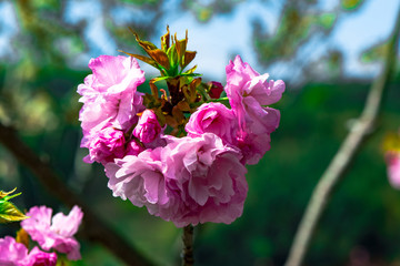 Fototapeta premium 真玉の八重桜