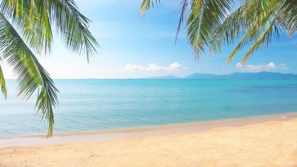 tropical beach and palm tree