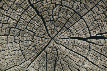Butt of  old log for backdrop. Textured old tree. Radial and annular cracks. Color Schooner, Hue Brown.