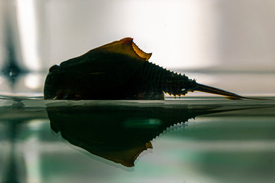 Triops cancriformis.