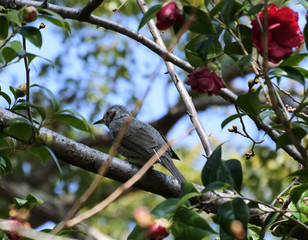 Brown eared bulbul and Japanese camellia blossoms