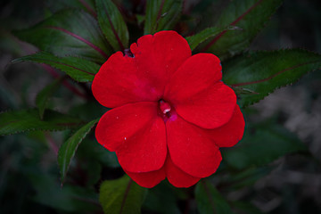 red flower in the garden