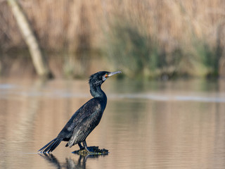 Great cormorant resting on a small stone