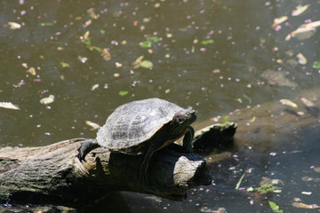 Fototapeta premium Turtle Sunning in Forest Park 2020 I