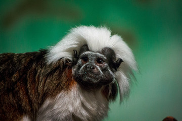 Naklejka premium Close up of a cotton top tamarin
