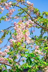 真玉の枝垂れ桜