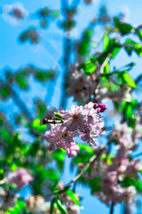 真玉の枝垂れ桜