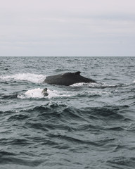 Naklejka premium Whales in Newfoundland