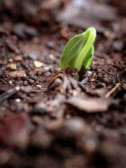 germinando una planta