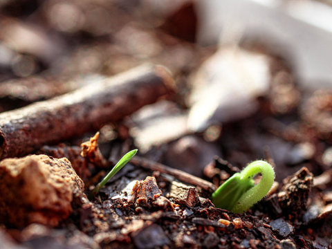 germinado en tierra f&eacute;rtil