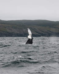 Naklejka premium Whales in Newfoundland
