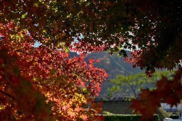 木漏れ日浴びて輝くモミジの紅葉