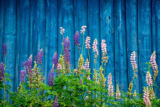 lupine flowers on blue wooden background