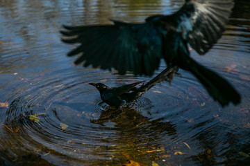 Birds watching, lake