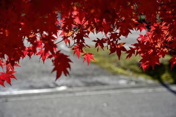 木漏れ日浴びて輝くモミジの紅葉