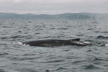 Whales in Newfoundland