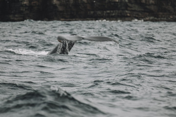 Obraz premium Whales in Newfoundland