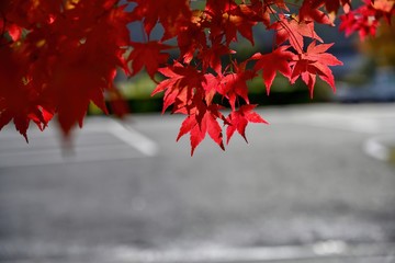 木漏れ日浴びて輝くモミジの紅葉