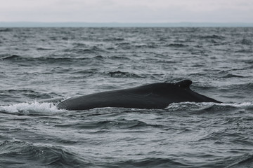 Obraz premium Whales in Newfoundland