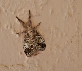 macro image of a Southern Tussock Moth from Tampa, Florida, USA