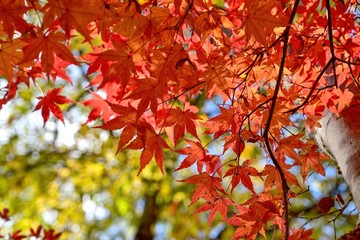 木陰でひっそりと色づいたモミジの紅葉