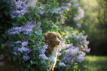 dog in flowers, lilac bushes. Portrait of a Nova Scotia Duck Tolling Retriever