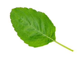 Fototapeta premium Holy Basil leaf or thai basil or Ocimum sanctum isolated on white background ,Green leaves pattern