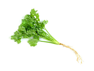 leaf Coriander or Cilantro isolated on white background ,Green leaves pattern