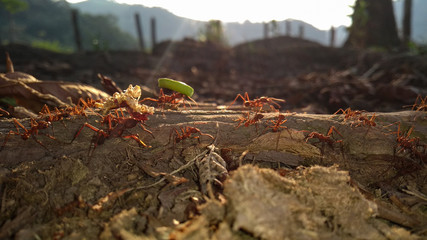 Fila de hormigas en el atardecer