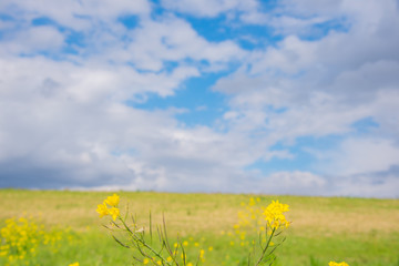 菜の花