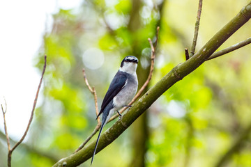 久住高原の小鳥
