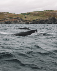 Fototapeta premium Whales in Newfoundland