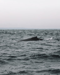 Whales in Newfoundland