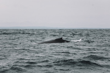 Fototapeta premium Whales in Newfoundland