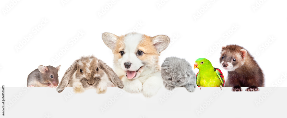 Poster large group of pets over empty white banner. isolated on white background. empty space for text