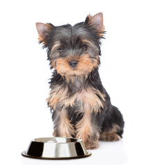 Yorkshire Terrier puppy sits with empty bowl. isolated on white background